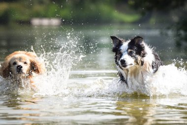 Sınırdaki üç renkli çoban köpeği suya atlıyor. O gerçekten iyi bir yüzücü..