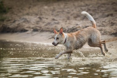 Sarı karışımlı köpek suda koşuyor. O gerçekten iyi bir yüzücü..