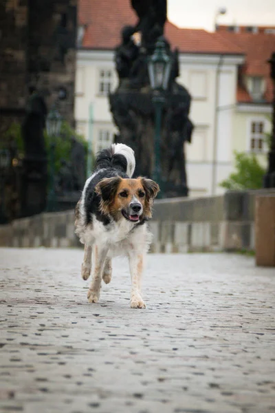 Blanco Negro Bohemian Spotted Dog Ejecuta Puente Estaba Centro Prague — Foto de Stock