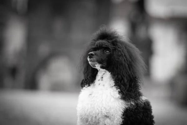 Cachorro Caniche Está Sentado Puente Carls Estaba Centro Praga Ella —  Fotos de Stock