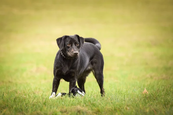 Kara Köpek Sonbahar Doğasında Duruyor Çok Tatlı Bir Köpek — Stok fotoğraf