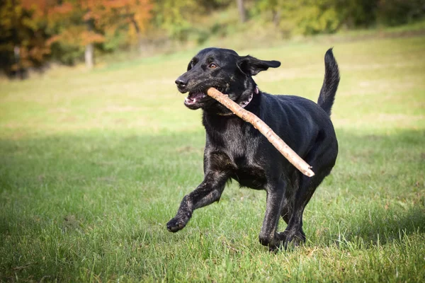 黑狗是用棍子在自然界中奔跑的 她是那么可爱的狗 — 图库照片