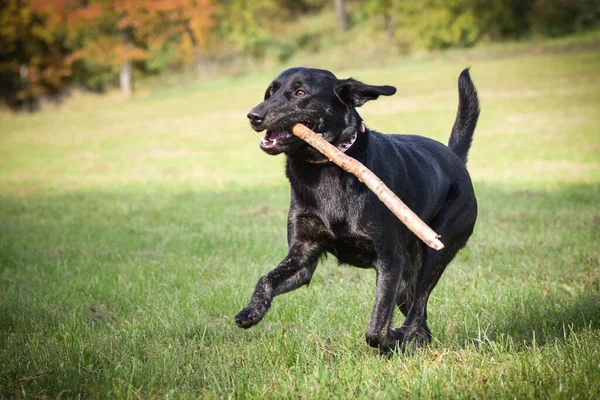 Kara köpek doğada sopalarla koşuyor. Çok tatlı bir köpek..