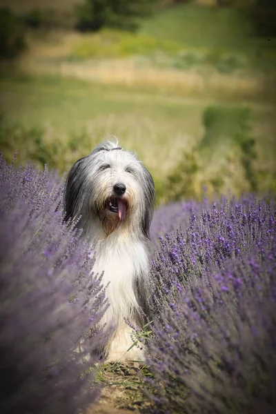 Collie Barbudo Está Sentado Levander Ela Tão Bonito Cão — Fotografia de Stock