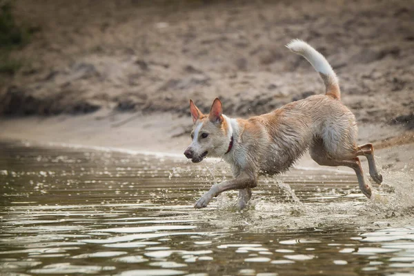 Amarillo Mezcla Raza Perro Está Corriendo Agua Ella Muy Buena — Foto de Stock