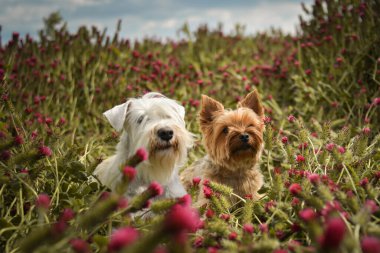 Yorkshire 'ın küçük köpeği ve beyaz schnauzer minyatür kırmızı yonca üzerinde yatıyor. O kadar uzundu ki atlamak zorunda kaldı..