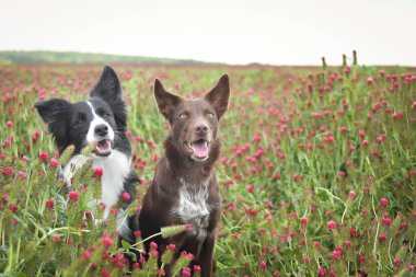 İki Sınır Çobanı Crimson Clover 'da oturuyor. O kadar uzundu ki atlamak zorunda kaldı..