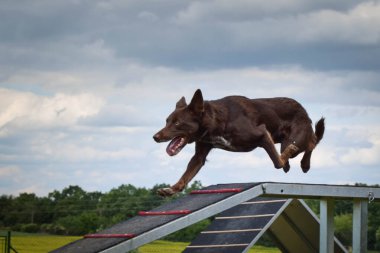 Çılgın siyah-beyaz sınır köpeği çeviklik parkında köpek gezintisinde koşuyor. Rekabet için yeni şeyler öğretiyor..