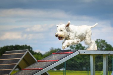 Çılgın beyaz köpek çeviklik parkında köpek yürüyüşü yapıyor. Rekabet için yeni şeyler öğretiyor..