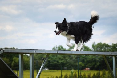 Çılgın siyah-beyaz sınır köpeği çeviklik parkında köpek gezintisinde koşuyor. Rekabet için yeni şeyler öğretiyor..