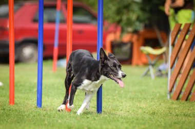 Czech çeviklik yarışmasında slalom koşan sevimli üç renkli Border collie. Köpekler bayılır.!