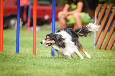 Czech çeviklik yarışmasında slalom koşan sevimli üç renkli Border collie. Köpekler bayılır.!