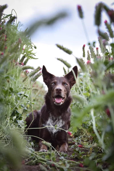 Yetişkin Sınır Köpeği Kırmızı Yonca Içinde Yatıyor Bunu Çok Istiyor — Stok fotoğraf