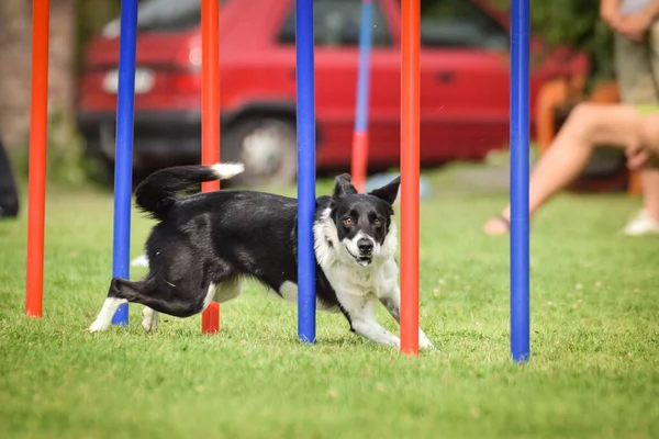 Krásná Tříbarevná Border Kolie Provozuje Slalom Českém Slalomu Agility Psi — Stock fotografie