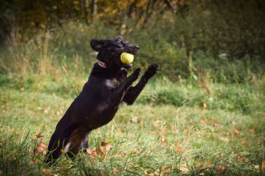 Siyah köpek oyuncağıyla doğada koşuyor. Çok tatlı bir köpek..