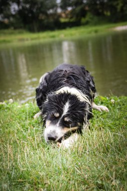 Border collie çimlerin üzerinde yatıyor. Yüzmek istiyor, bu yüzden ıslak ve kabarık..