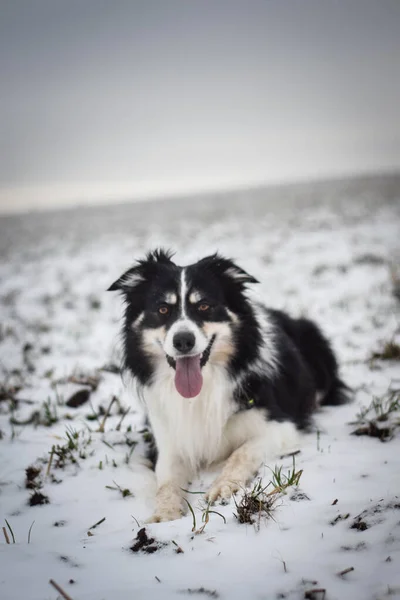 Porträtt Tricolor Border Collie Han Ligger Snön — Stockfoto