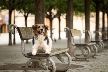 Siyah ve beyaz Bohem Benekli Köpek bankta yatıyor. Köpek Prag 'da şehir merkezinde..