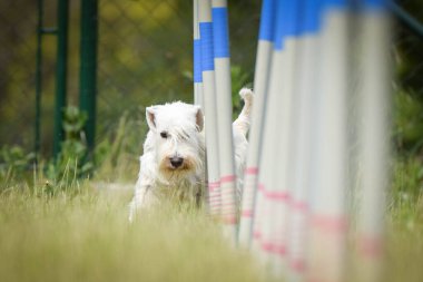 Beyaz schnauzer, özel eğitimdeki çeviklik slalom 'unda minyatür. Czech çeviklik takımıyla harika bir gün..