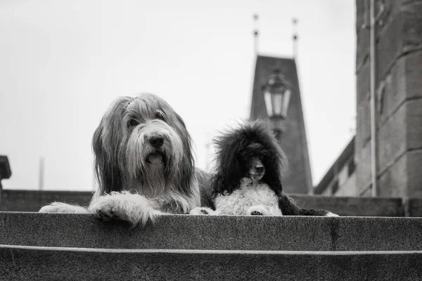 Barbudo Collie Cachorro Caniche Encuentran Centro Ciudad Estaban Centro Praga — Foto de Stock
