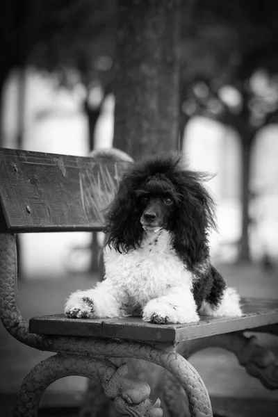 Cucciolo Barboncino Sdraiato Sulla Panchina Dog Trova Nel Centro Praga — Foto Stock