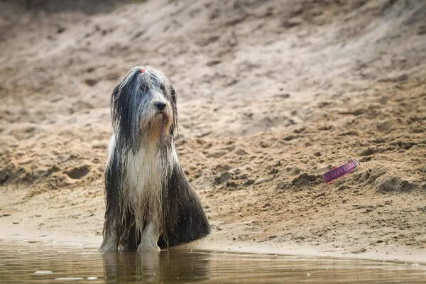 Collie Barbuto Sta Saltando Acqua Vuole Palla Acqua — Foto Stock