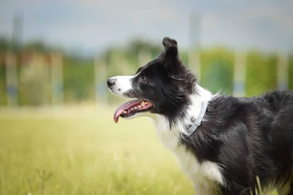 Uma Mulher Maluca Fronteira Collie Corre Para Fora Ela Tão — Fotografia de Stock