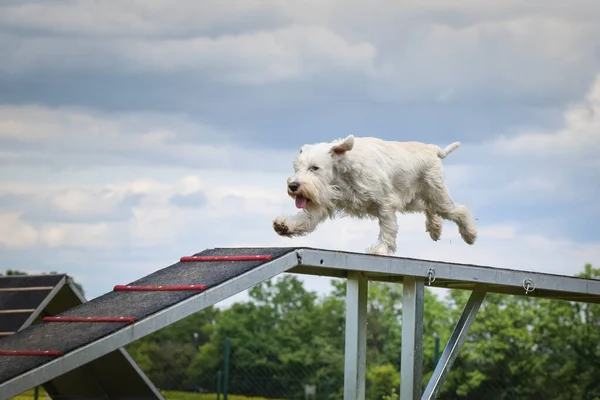Cão Branco Louco Está Correndo Parque Agilidade Caminhada Cão Ela — Fotografia de Stock