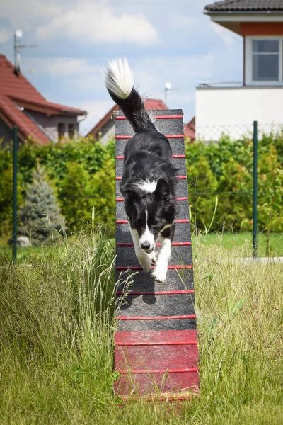 Çılgın Siyah Beyaz Sınır Köpeği Çeviklik Parkında Köpek Gezintisinde Koşuyor — Stok fotoğraf