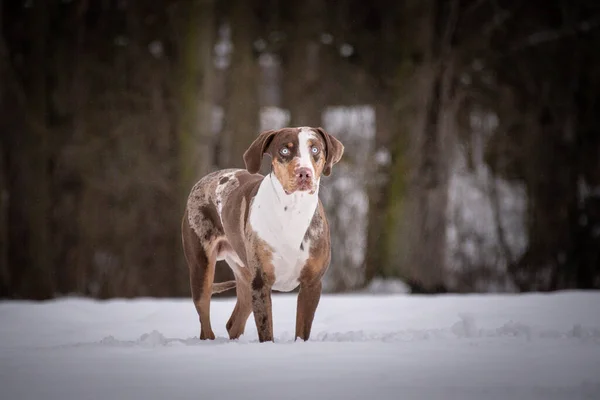 Catahoula Leopar Köpeği karda çam ağacının altında duruyor. Dışarıda çok mutlu. Kardaki köpekler güzel manzaralıdır.