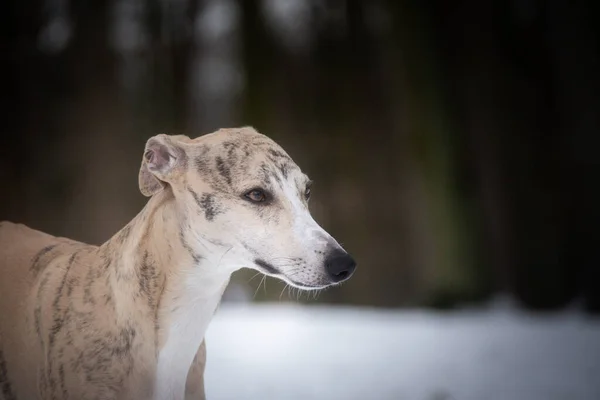 Whippet Dog Está Parado Neve Fotos Inverno Castelo Checo Konopiste — Fotografia de Stock