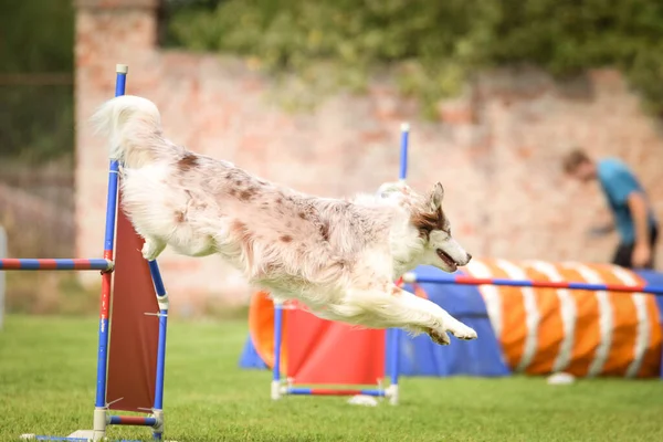 Redmerle Border Collie Sta Saltando Gli Ostacoli Incredibile Giornata Sulla — Foto Stock