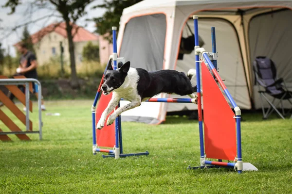 border collie is jumping over the hurdles. Amazing day on czech agility competition.