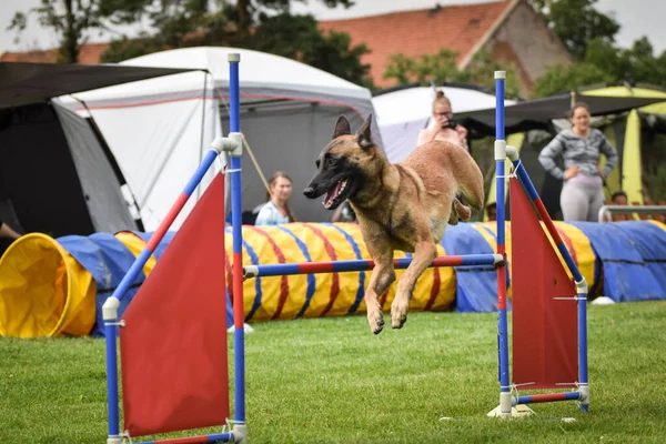 Belgian Malinois is jumping over the hurdles on Ratenice competition. Amazing day on czech agility competition in town Ratenice it was competition only for large.