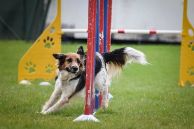 Siyah ve beyaz Bohem Benekli Köpek çeviklik yarışmasında slalom koşuyor..