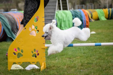 Beyaz kaniş engellerin üzerinden atlıyor. Czech çeviklik özel eğitiminde harika bir gün.