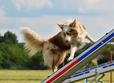 Çılgın sınır çobanı çeviklik parkında koşuyor. Rekabet için yeni şeyler öğretiyor..