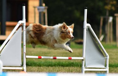 Sınırdaki üç renkli çoban köpeği engellerin üzerinden atlıyor. Czech çeviklik özel eğitiminde harika bir gün.