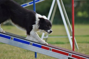 Çılgın siyah-beyaz sınır köpeği çeviklik parkında köpek gezintisinde koşuyor. Rekabet için yeni şeyler öğretiyor..