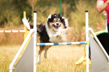 Köpek çoban köpeği engelleri aşıyor. Czech çeviklik yarışmasında harika bir gün..