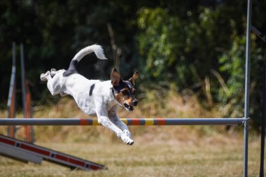 Köpek Jack Russel engellerin üzerinden atlıyor. Czech çeviklik yarışmasında harika bir gün..