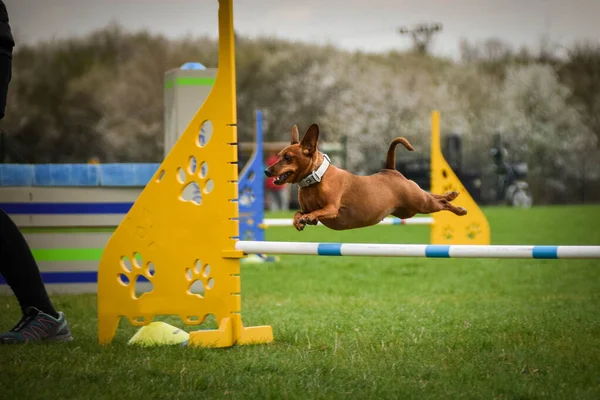 Hnědé Štípnutí Přeskakuje Překážky Úžasný Den Českém Tréninku Agility Privat — Stock fotografie