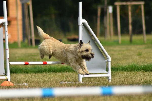 Köpek Engellerin Üzerinden Atlıyor Czech Çeviklik Yarışmasında Harika Bir Gün — Stok fotoğraf