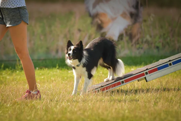 Gila Hitam Dan Putih Perbatasan Collie Berjalan Taman Kelincahan Pada — Stok Foto