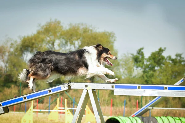 Dog Border Collie Feixe Equilíbrio Agilidade Dia Incrível Competição Agilidade — Fotografia de Stock