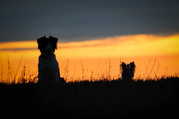 Border Collie Und Yorkshire Sitzen Sonnenuntergang Erstaunlicher Spaziergang Der Sonne — Stockfoto