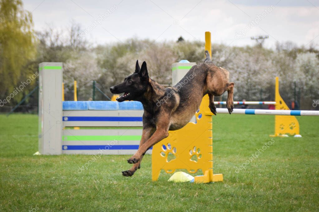 Angry Belgian Malinois in agility in Ratenice competition. Amazing day on czech agility competition in town Ratenice it was competition only for large.