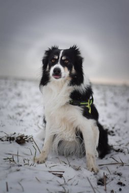 Sınırdaki üç renkli çoban köpeği karda sahada oturuyor. O çok yumuşak bir köpek..
