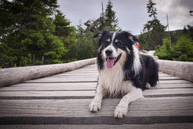 Czech Dağı 'ndaki Krkonose sınır çoban köpeğinin portresi. Çok komik.