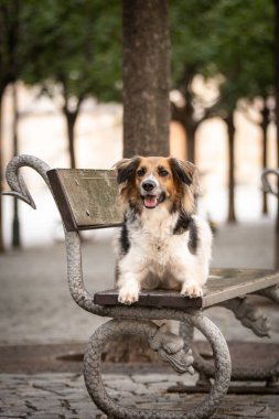 Siyah ve beyaz Bohem Benekli Köpek bankta yatıyor. Köpek Prag 'da şehir merkezinde..